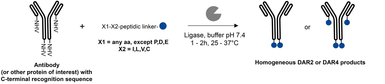 singzyme diagram